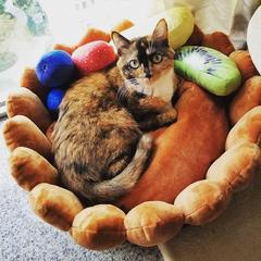 Fruit Tart Cat Bed®