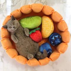 Fruit Tart Cat Bed®