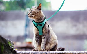 Escape Proof Harness with Leash Set®